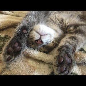 Meet your Posher, Serena